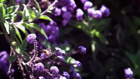 Abeja-Melífera-Recogiendo-El-Néctar-De-La-Flor