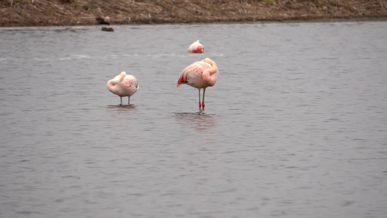 flamencos durmiendo en humedales mientras otro se alimenta