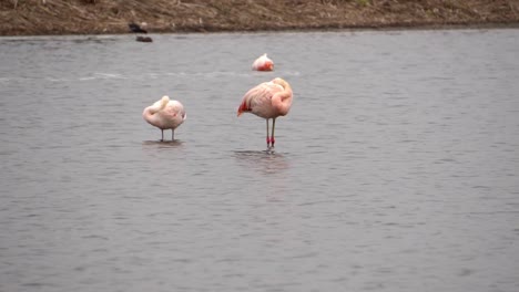 Flamencos-Durmiendo-En-Humedales-Mientras-Otro-Se-Alimenta