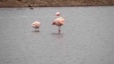 flamencos durmiendo en humedales mientras otro se alimenta