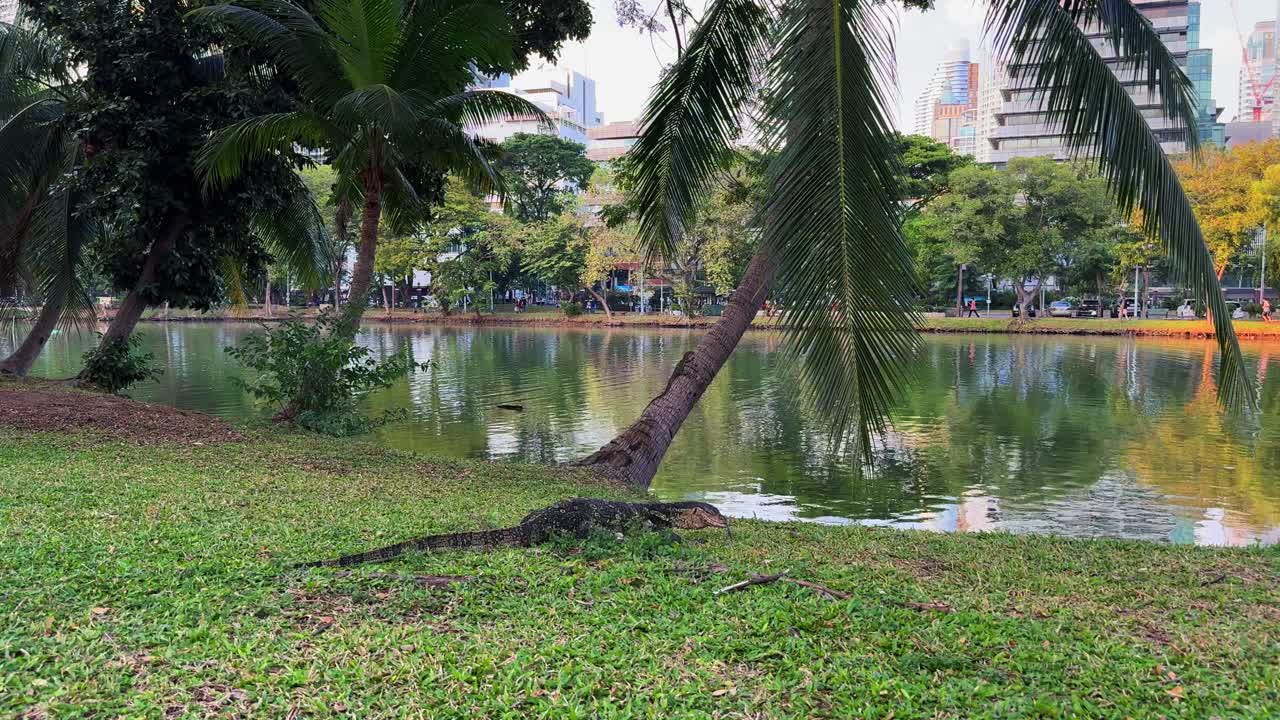 태국 피니 공원의 호수 근처의 바란 모니터 도마 파충류