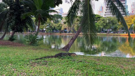 varan monitor lizard reptile near lake water in lumpini park thailand