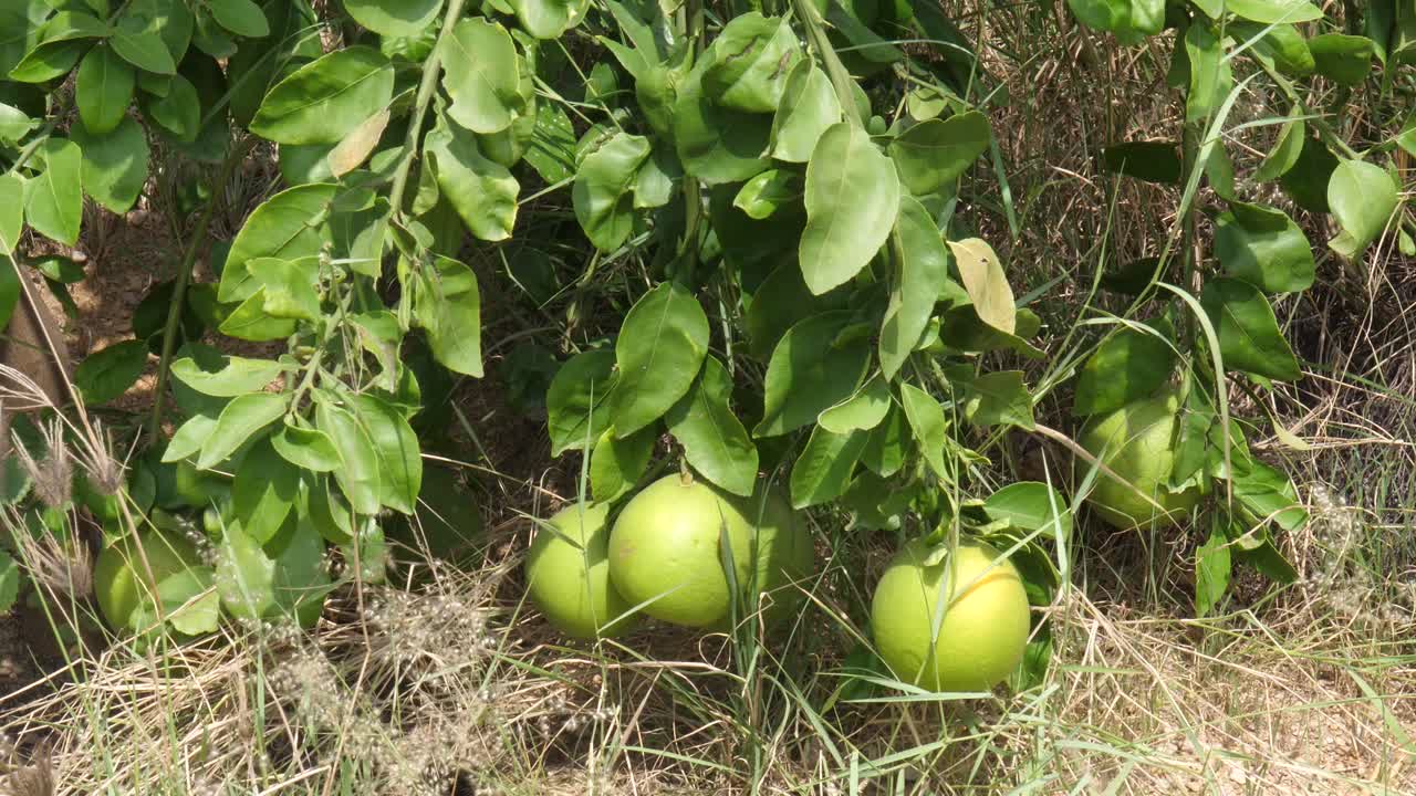 Albero verde dei limoni nel giardino con luce del giorno.