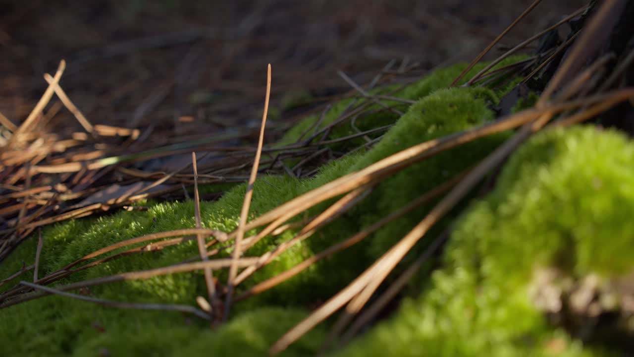 suelo de bosque cubierto de musgo verde con picos caídos de un árbol de coníferas, muñeca hacia atrás