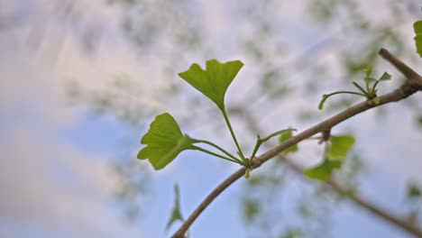 Trees-and-leaves-moving-in-cloudy-weather,-slow-motion