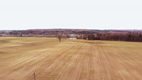 empty brownfield along with thick forest at the polish village of buszkowy gorne