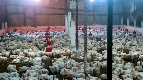 Industrielle-Hühnergeflügelfarm-Massentierhaltung-Für-Fleisch-Masthähnchen