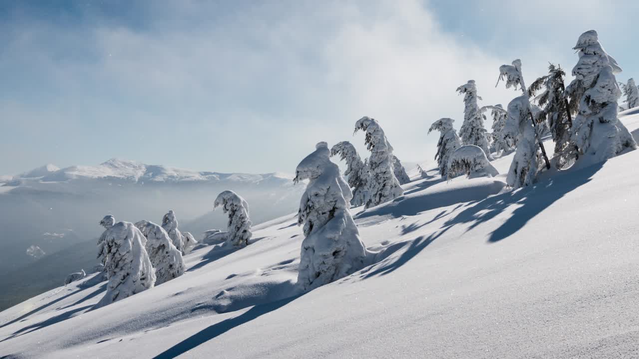 красивый горный солнечный день, елка под небом