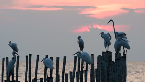 The-Great-Egret,-also-known-as-the-Common-Egret-or-the-Large-Egret