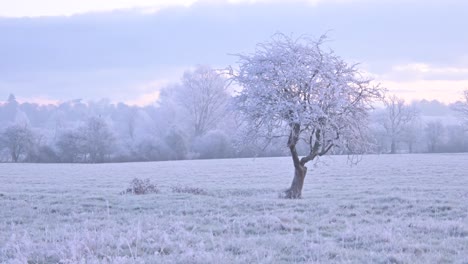 Hoar-frost-covering-a-young-hawthorn-tree-with-field-and-a-wood-covered-in-a-heavy-hoar-frost,-early-morning