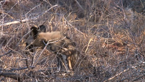 two-African-Wild-dogs-approaching-partly-covered-by-bushes,-one-walks-out-of-frame,-the-other-lies-down,-medium-shot-during-dry-season