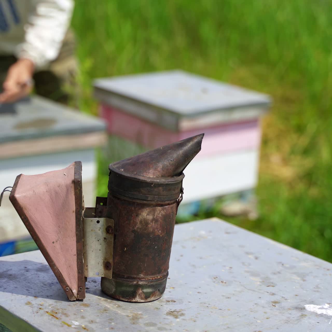 Beekeeping tool on apiary. Black smoker on a beehive. Beekeeper works at the apiary. Bee chimney stands on a hive. Close-up.