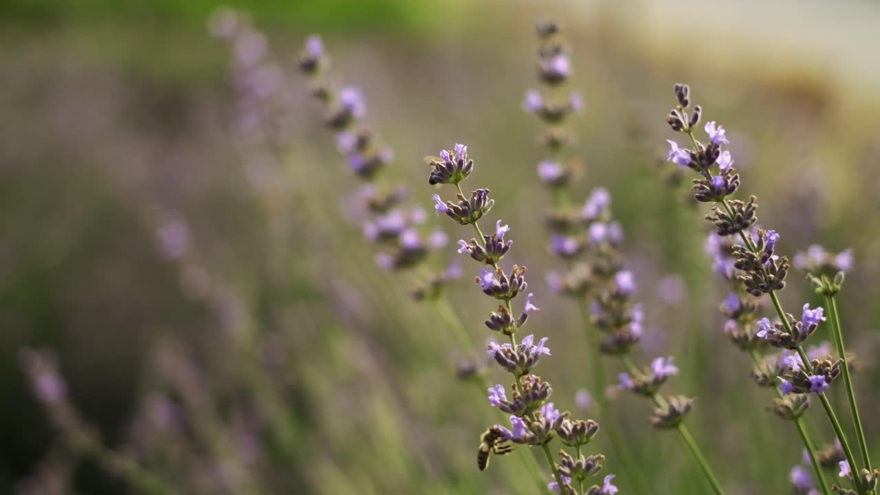 las abejas aterrizan en flores moradas en el prado