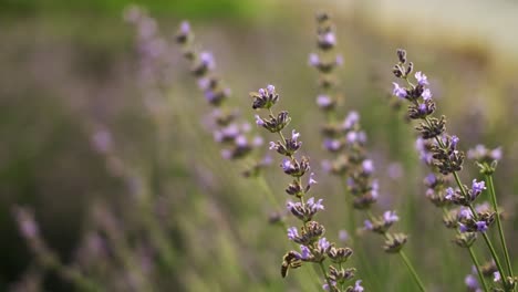 Bienen-Landen-Auf-Lila-Blüten-Auf-Der-Wiese