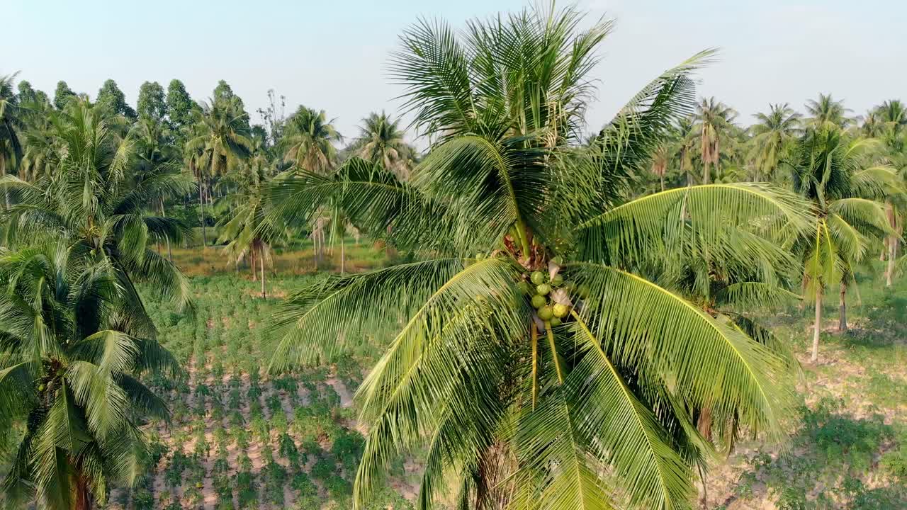 bosque de palmeras verdes con cocos en un día caluroso y soleado