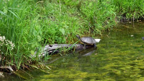 Una-Tortuga-En-Un-Tronco-Al-Borde-De-Un-Estanque-En-El-Bosque