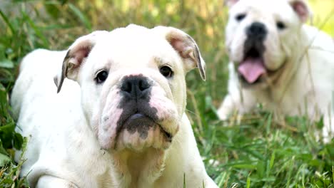 beautiful white brown english bulldog, beautiful face sitting on grass, nature background. concept: a parodist dog, favorite animals, true friends, a dog's pedigree, a friend's dog, a small wool.