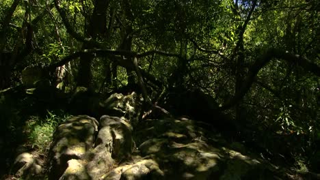 Jardines-Botánicos-Nacionales-En-Ciudad-Del-Cabo,-Sudáfrica