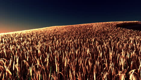 el campo de trigo dorado al atardecer