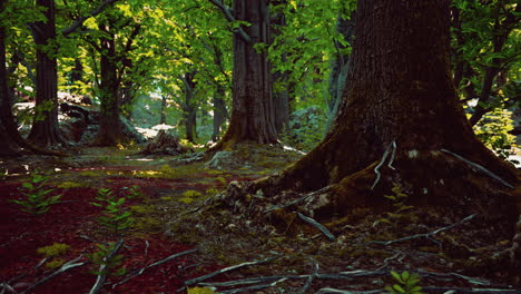 peaceful magical mossy forest scene