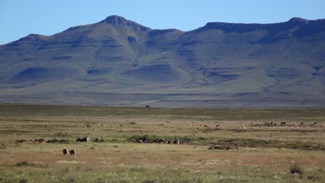 Cría-De-Ovejas-En-El-Karoo