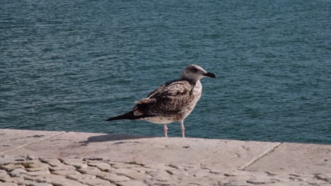 slow motion: bird on sidewalk by the sea