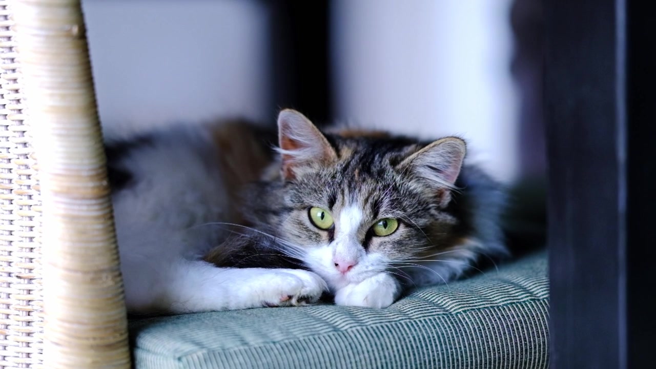 Un dolce gatto dorme su un cuscino su una sedia.