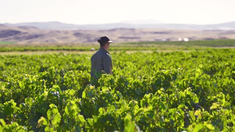 Landwirt-Kontrolliert-Weintrauben,-Biobauernhof,-Ernte,-Weingut,-Weinberg