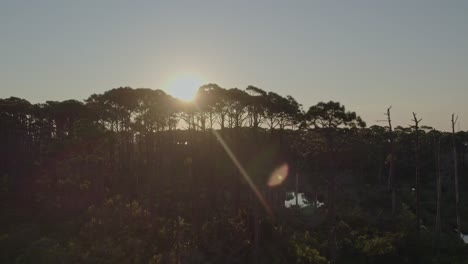 Aerial-ascent-along-tall-native-pine-trees-in-Florida