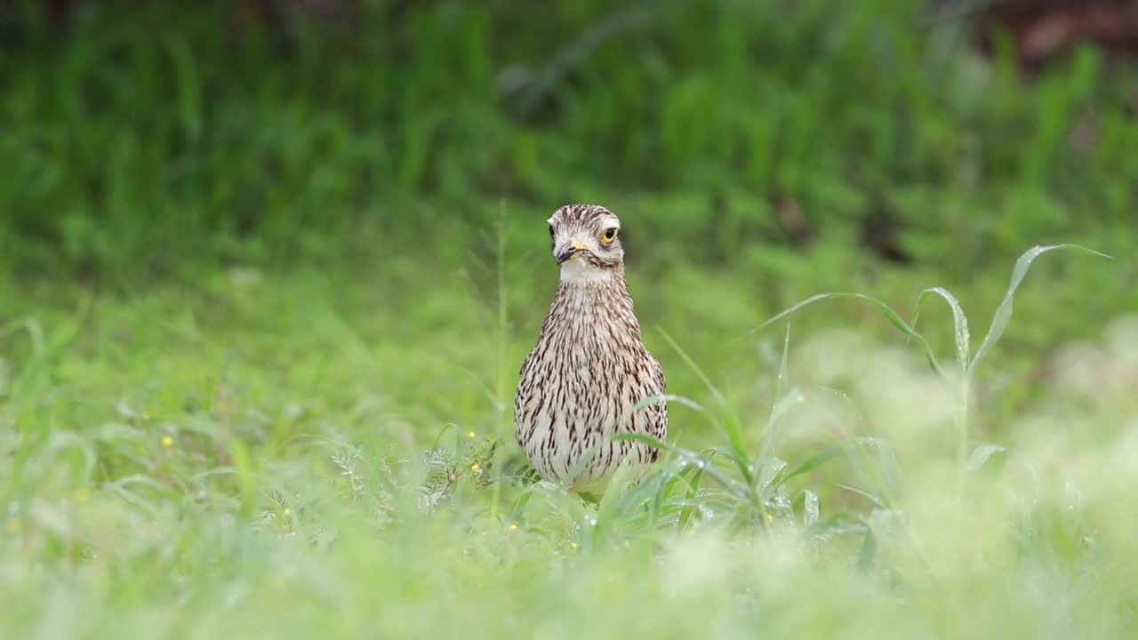 ángulo bajo de una rodilla gruesa manchada parada en la hierba verde mientras está alerta y picotea, parque transfronterizo kgalagadi