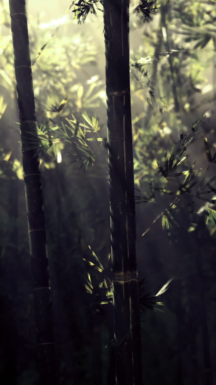 Rigogliosa foresta di bambù illuminata dai tenui raggi del sole al mattino