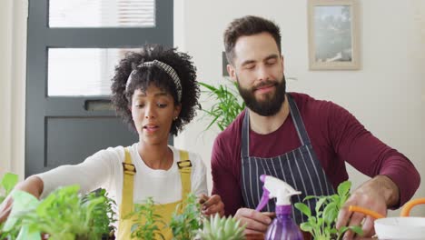 Video-of-happy-diverse-couple-having-fun-potting-seedlings-and-tending-to-plants-at-home