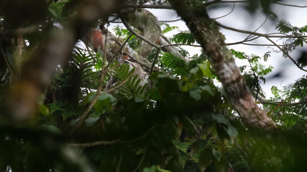 águila filipina pithecophaga jefferyi, filipina, imágenes raras, mirando hacia la izquierda, parcialmente oculto dentro de las hojas de helecho en lo alto de un árbol