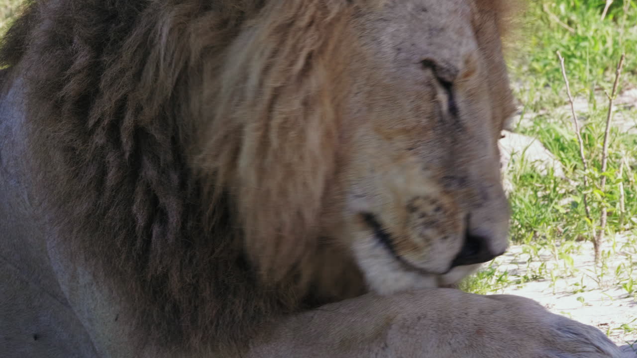 Detailní záběr starého samce lva s bojovými jizvami, jak si olizuje tlapu v deltě Okavango, Botswana.