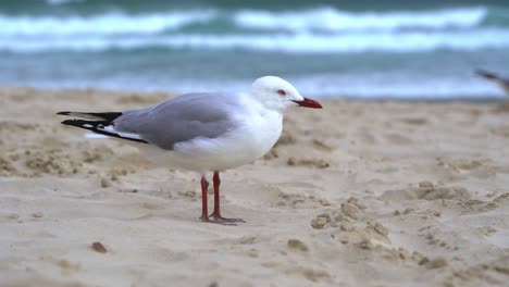 Close-up-shot-of-a-common-Australian-silver-gull-perched-on-the-sandy-beach-on-a-windy-day-at-the-coastal-environment,-Gold-coast,-Queensland,-Australia