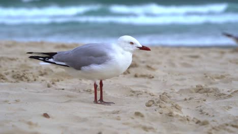 fotografía de cerca de una gaviota plateada australiana común posada en la playa de arena en un día de viento en el entorno costero, gold coast, queensland, australia