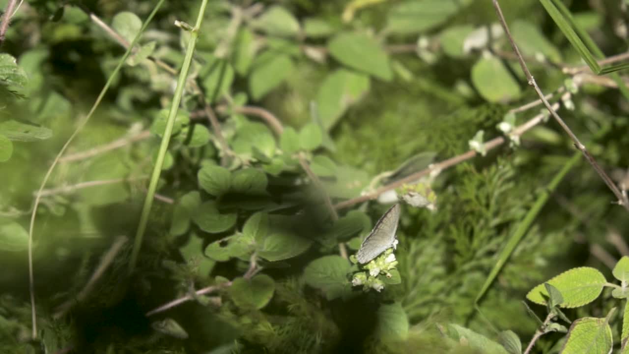 chaetoprocta odata mariposa azul nuez en la selva