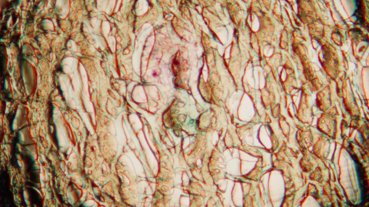 Vista microscopica astratta di cellule organiche con effetto anaglifico