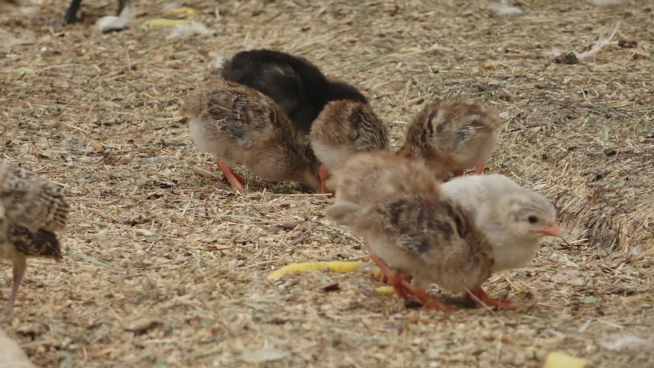 파산 농장의 케이지에서 휴식을 취하고 있는 파산의 클로즈업으로, 복잡한 털과 평온한 행동을 보여줍니다.