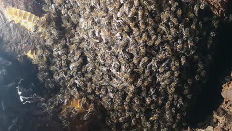 explore honeybee colony guarding queen in tree trunk