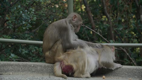 monos en el parque