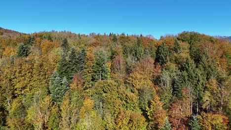 establishing shot of open forest of spruce and fir in the autumn in switzerland