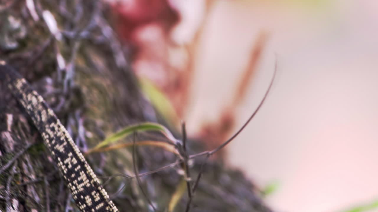 둥지 속 에 있는 물 도마 ⁇  은 떨어지는 가지 를 보고 당황 하여 나무 아래 로 기어 내려간다