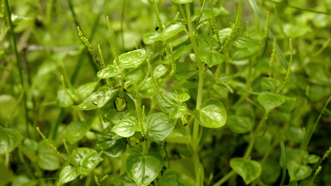 펠루시다 (peperomia pellucida) 는 야생 식물로 대체 약재로 사용될 수 있다.