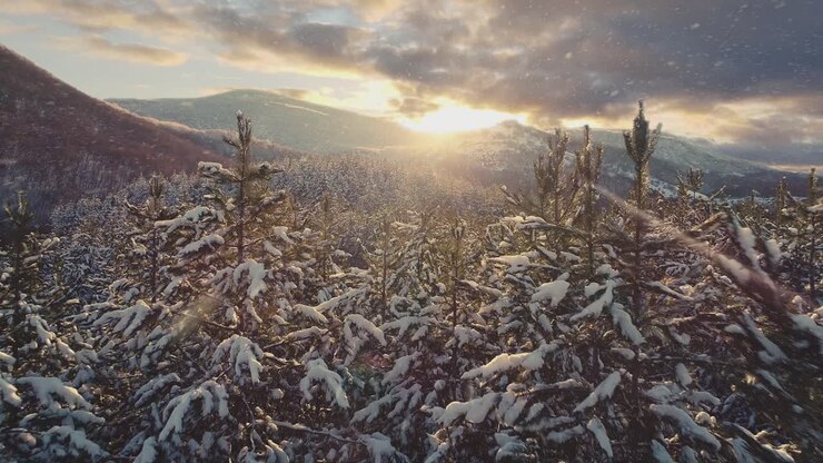 puesta de sol de invierno sobre el bosque cubierto de nieve