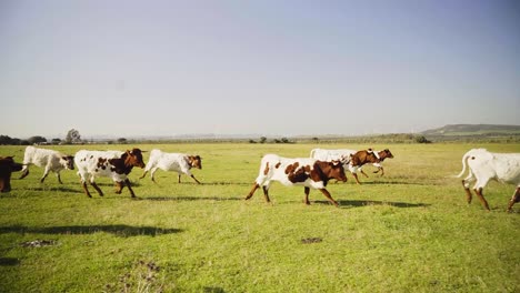 Side-on-slow-motion-shot-of-a-herd-of-cows-jumping-and-running-through-a-field