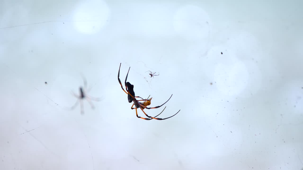 세이 ⁇ 의 정글에 있는 큰 거미