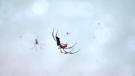 gran araña en la jungla de las seychelles