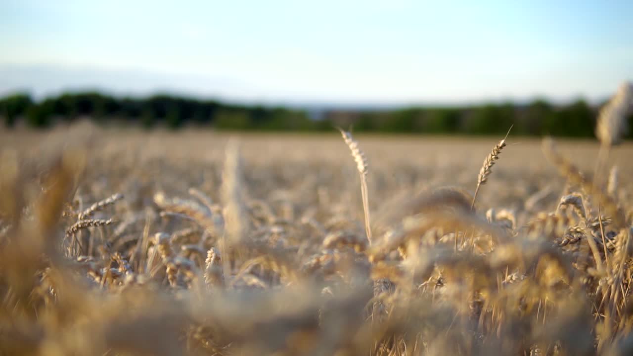 упор на стойку на золотом кукурузном поле перед уборкой урожая летом