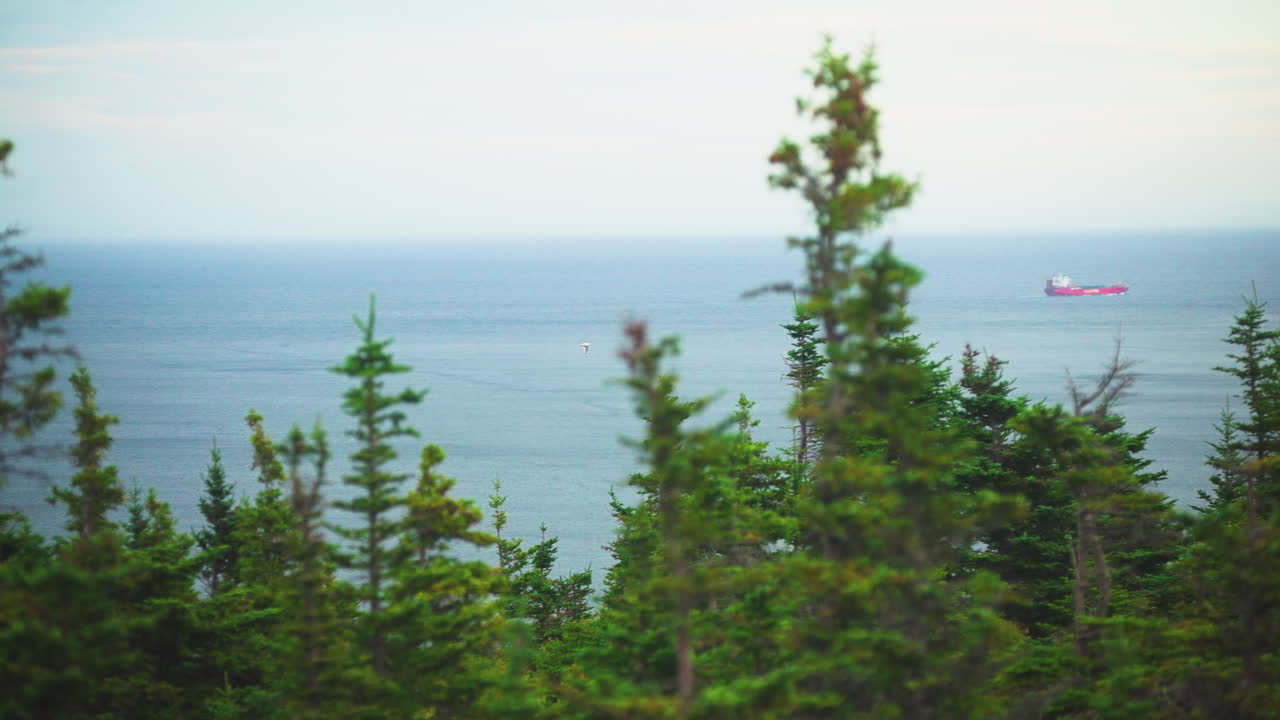 Panning over Atlantic Ocean through forest looking at large cargo ship floating in the sea. St Johns Newfoundland. Canada